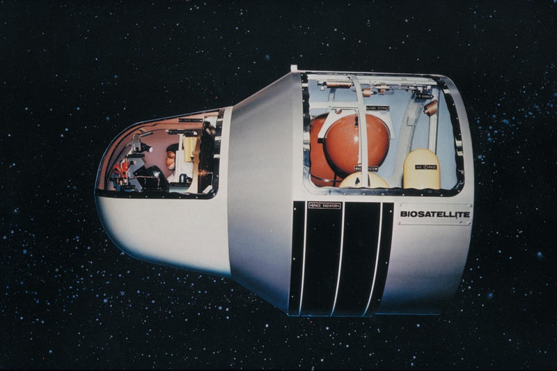ANIMALS IN SPACE: THE ORIGINAL ASTRONAUTS