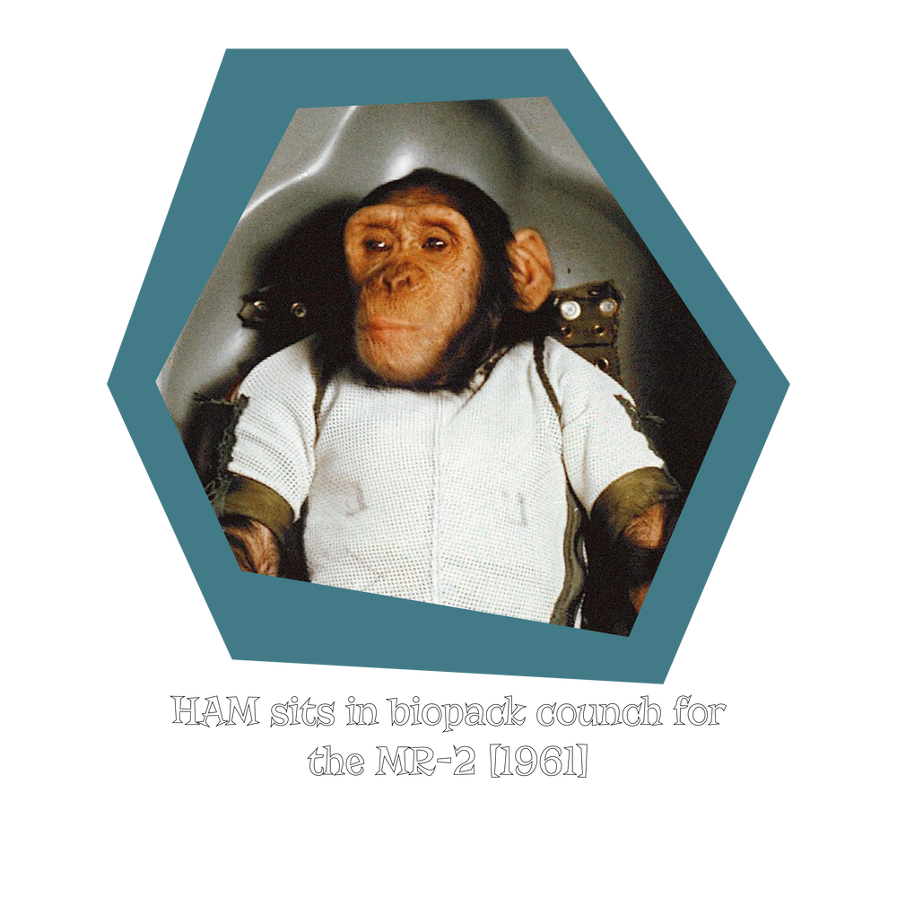 HAM the Space Chimp