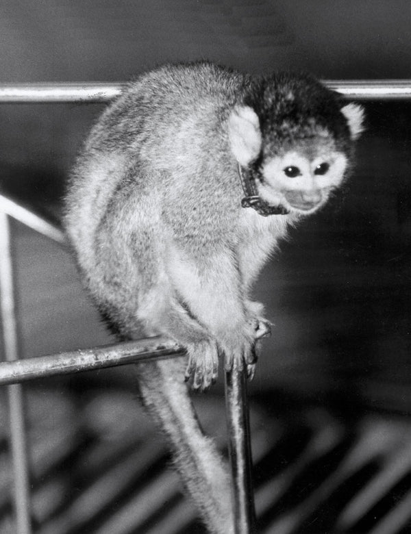 Miss Baker, the squirrel monkey who flew on a Jupiter missile in 1959. Credit: NASA